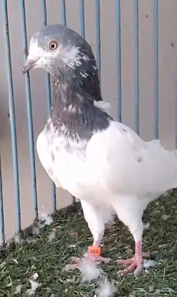 حمام باكستاني 0