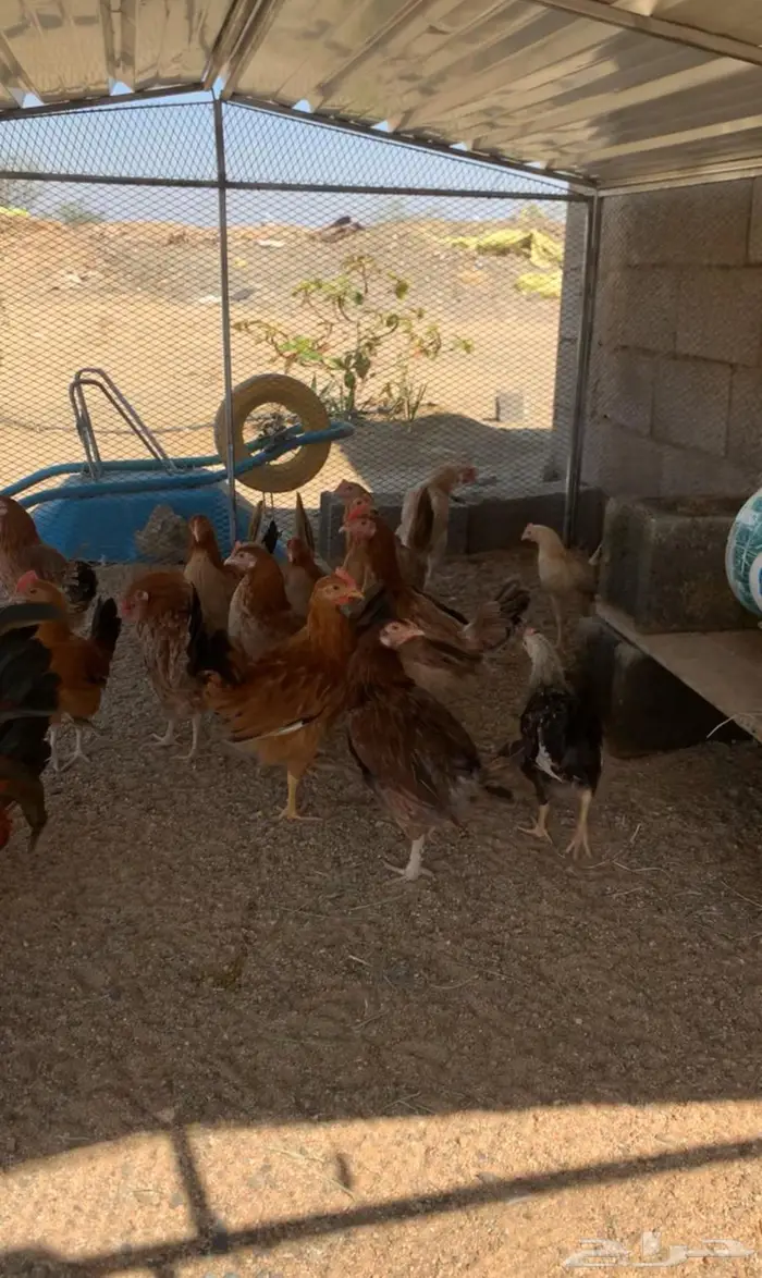 دجاج عربي كفو للبيع 2