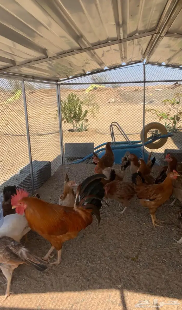 دجاج عربي كفو للبيع 1