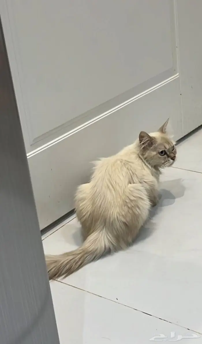 قطه للتبني 0