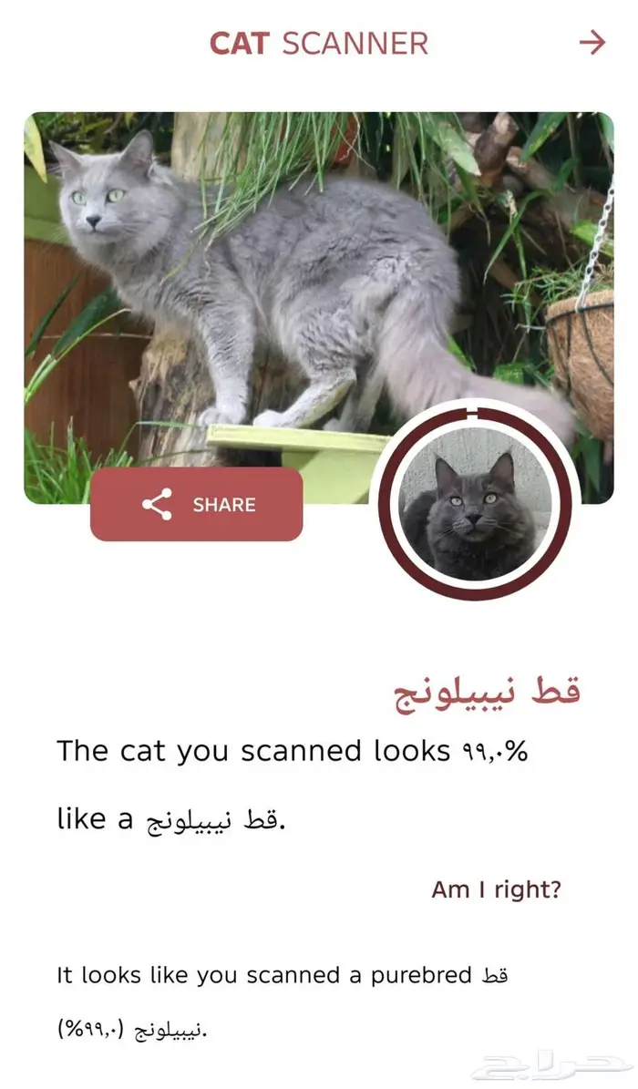 قط نيبيلونيج ذكر للتزاوج 0