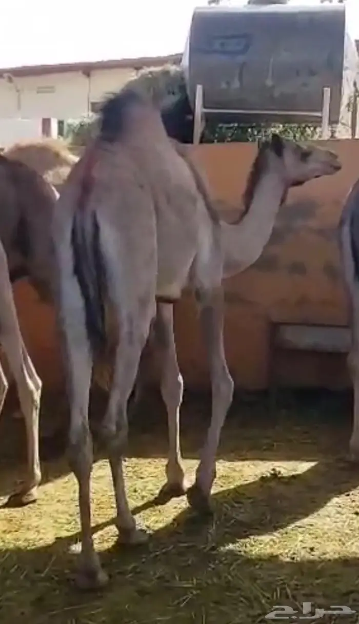 قعود مفرود 1