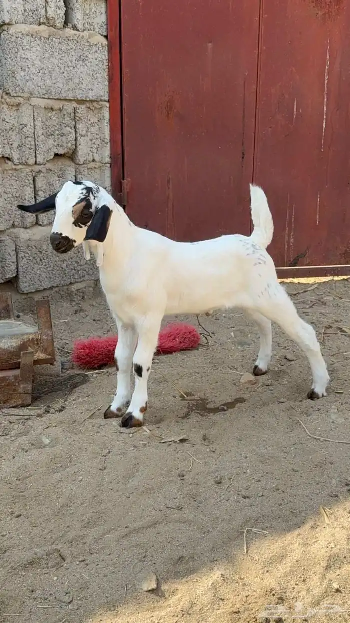 مشروع بيشي فاخر 5