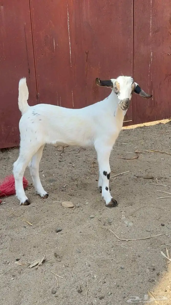 مشروع بيشي فاخر 0