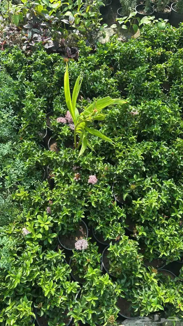 مشتل تنسيق الحد ايق 1