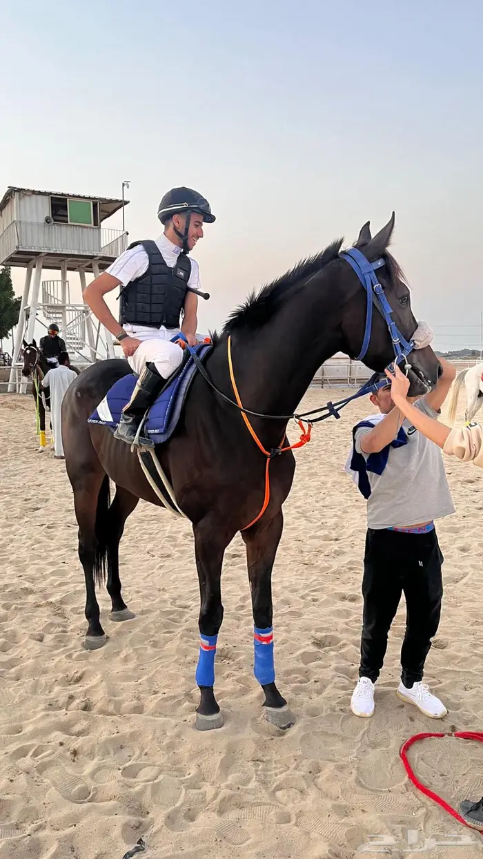 حصان انتاج 0