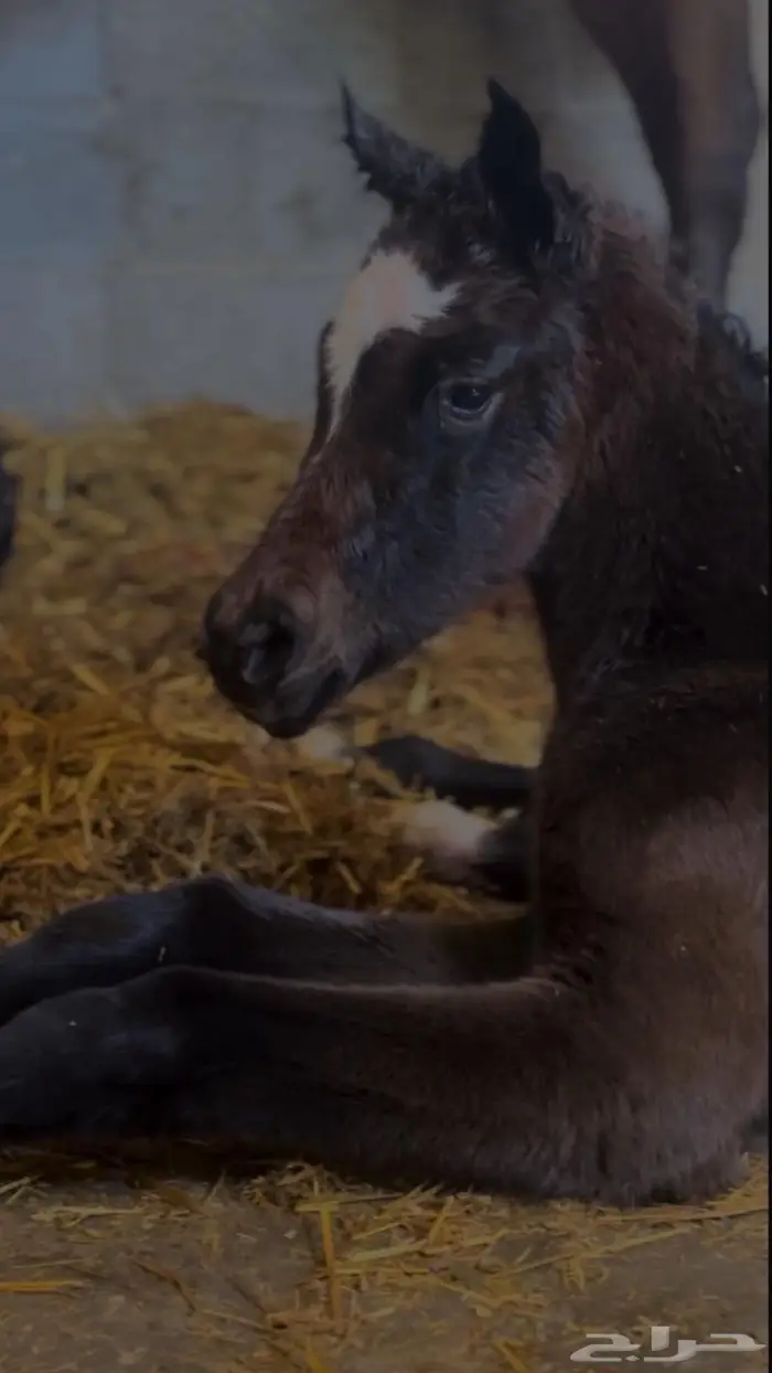 مهره شعبيه شيخه 0