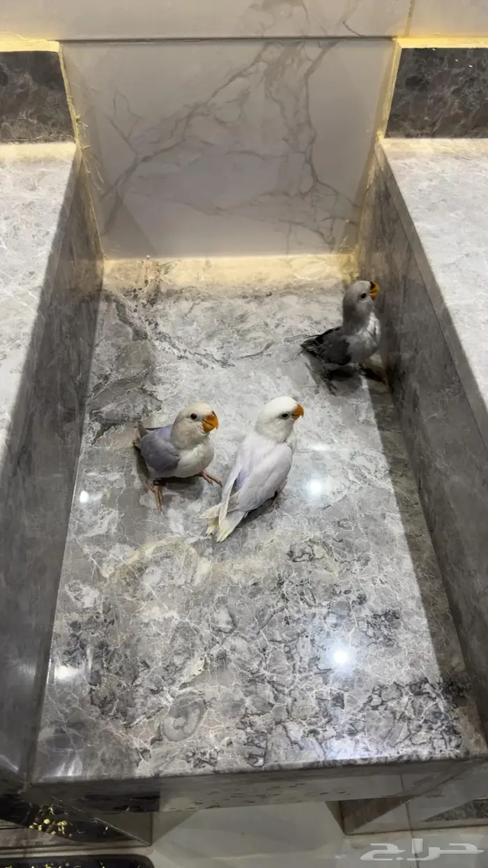 فروخ روز غر ملعقه وأليفه جدا 0