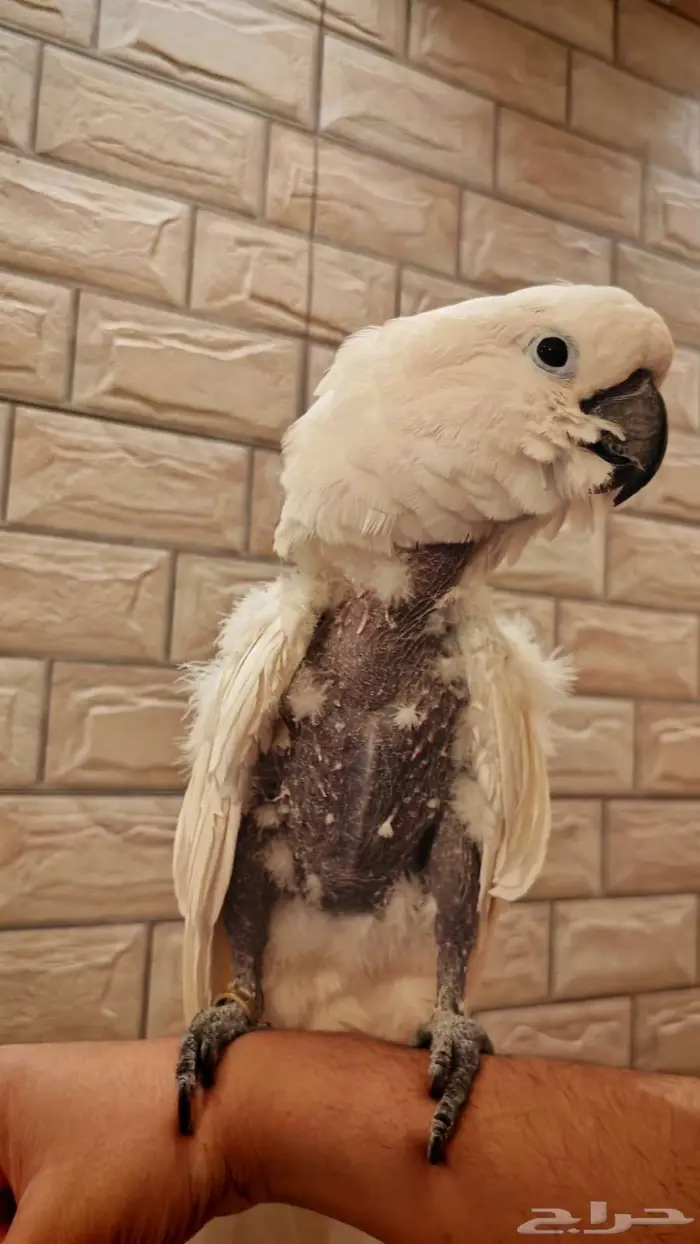 البيت كوكاتو امبريلا 7