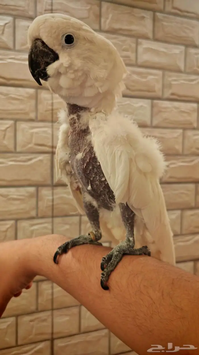 البيت كوكاتو امبريلا 6