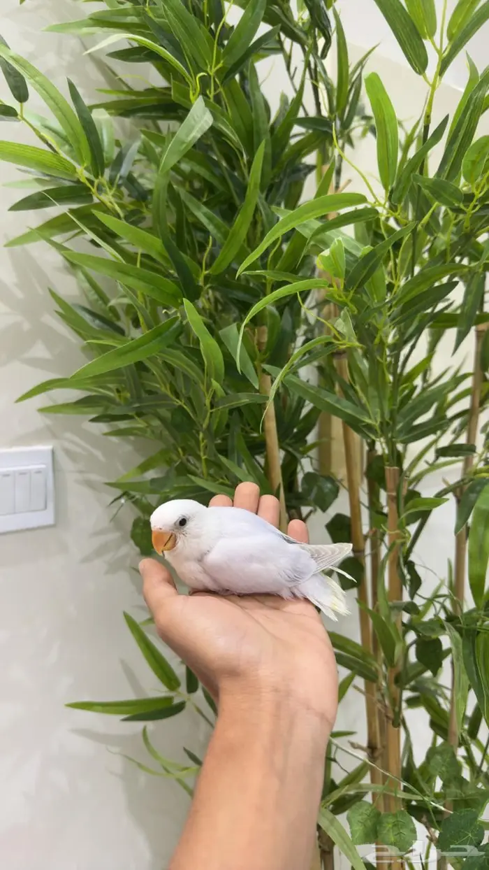 فروخ روز غر ملعقه وأليفه جدا 2