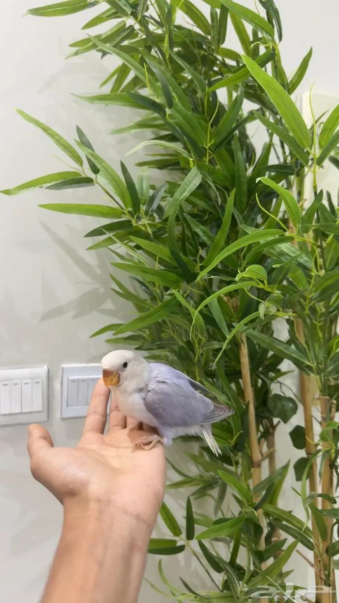 فروخ روز غر ملعقه وأليفه جدا 1