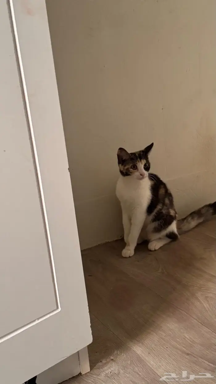 قطتين اناث للتبني 2