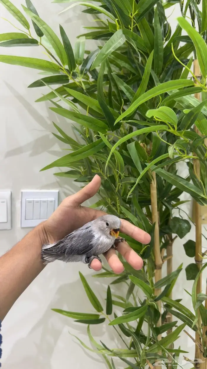 فروخ روز غر ملعقه وأليفه جدا 3