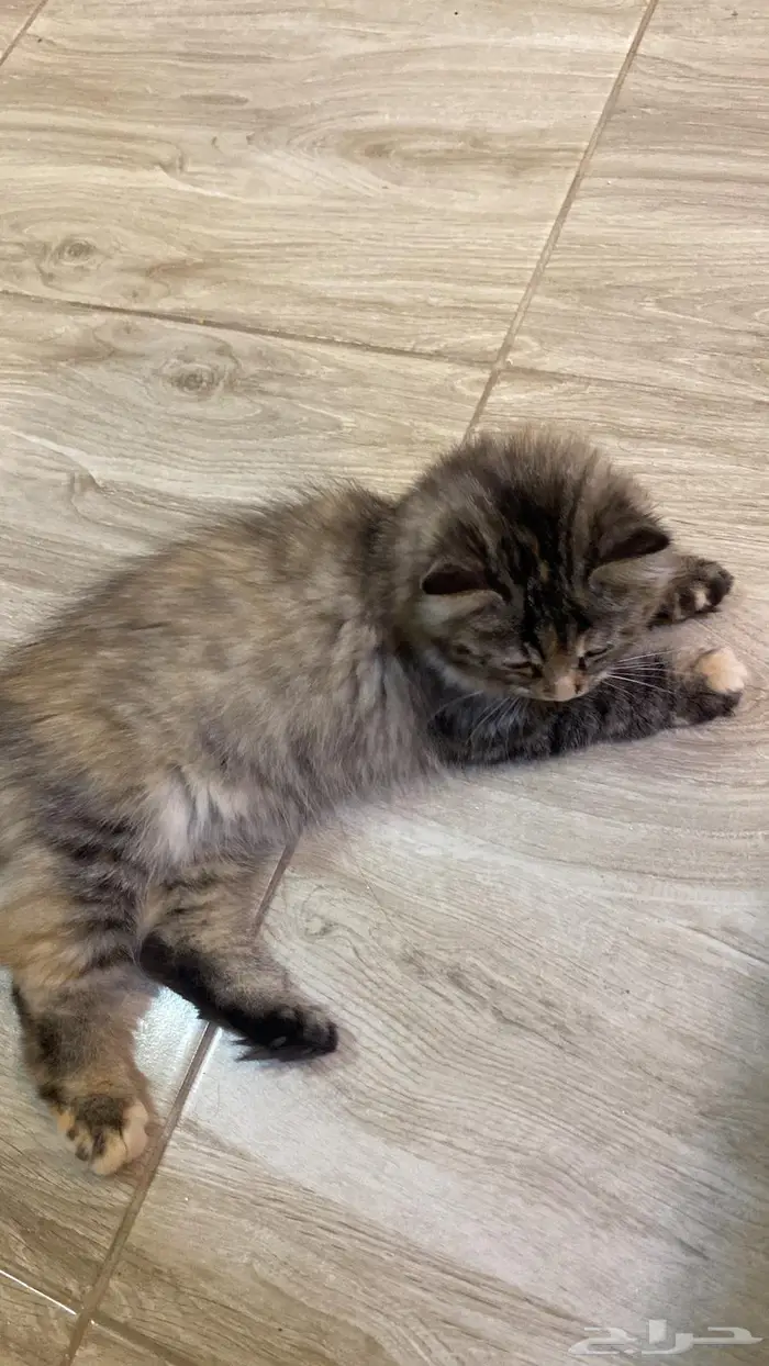 بستي تم تبنيها من محل الي عنده يقول 3