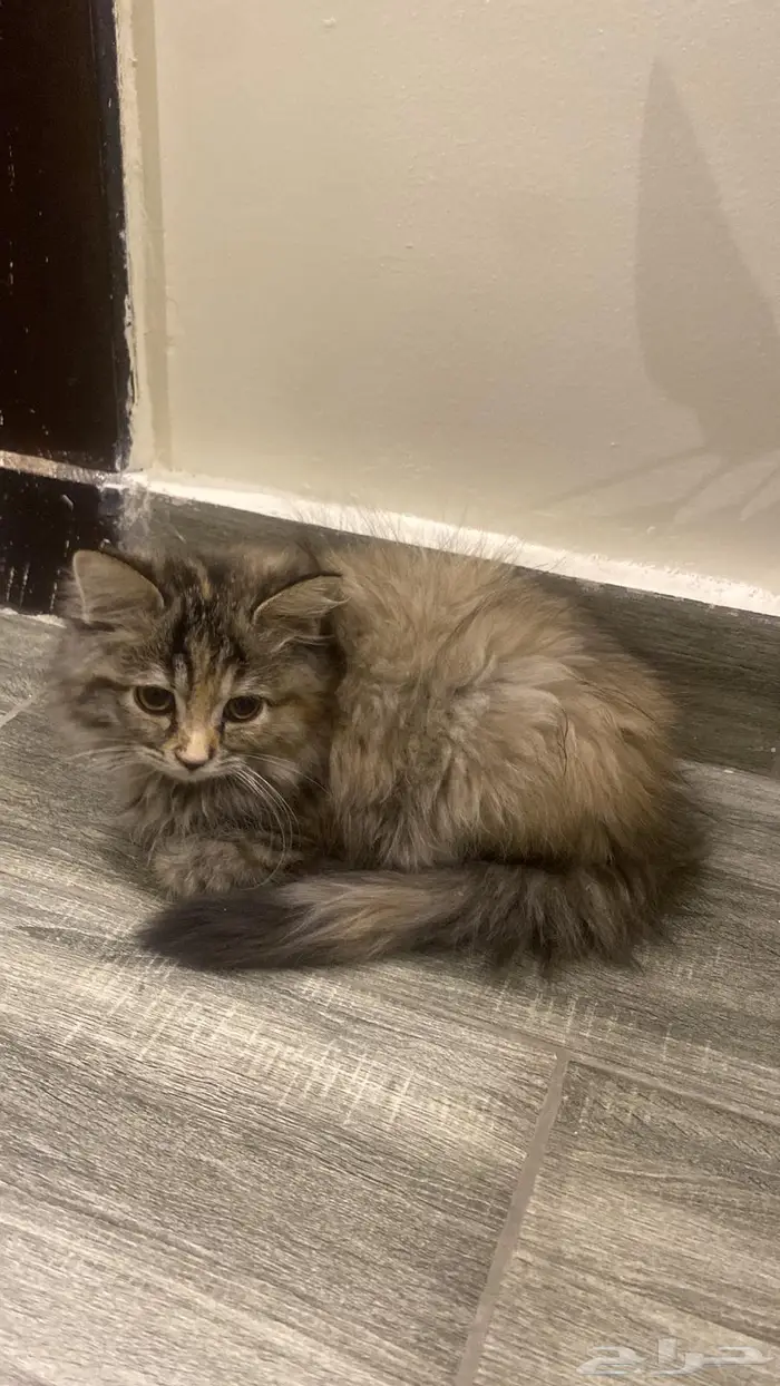 بستي تم تبنيها من محل الي عنده يقول 1