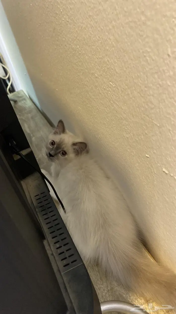 بستي تم تبنيها من محل الي عنده يقول 0