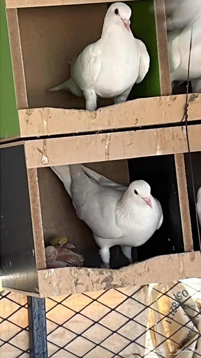 حمام فرنسي فاخر 3