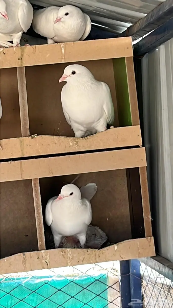 حمام فرنسي فاخر 0