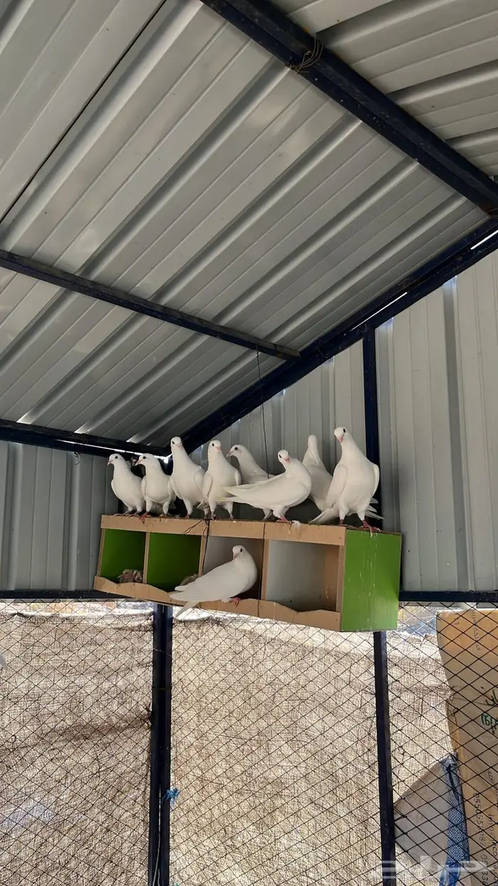 حمام فرنسي فاخر 4