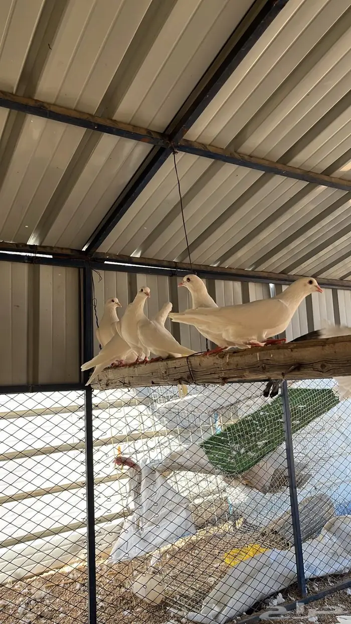 حمام فرنسي فاخر 5