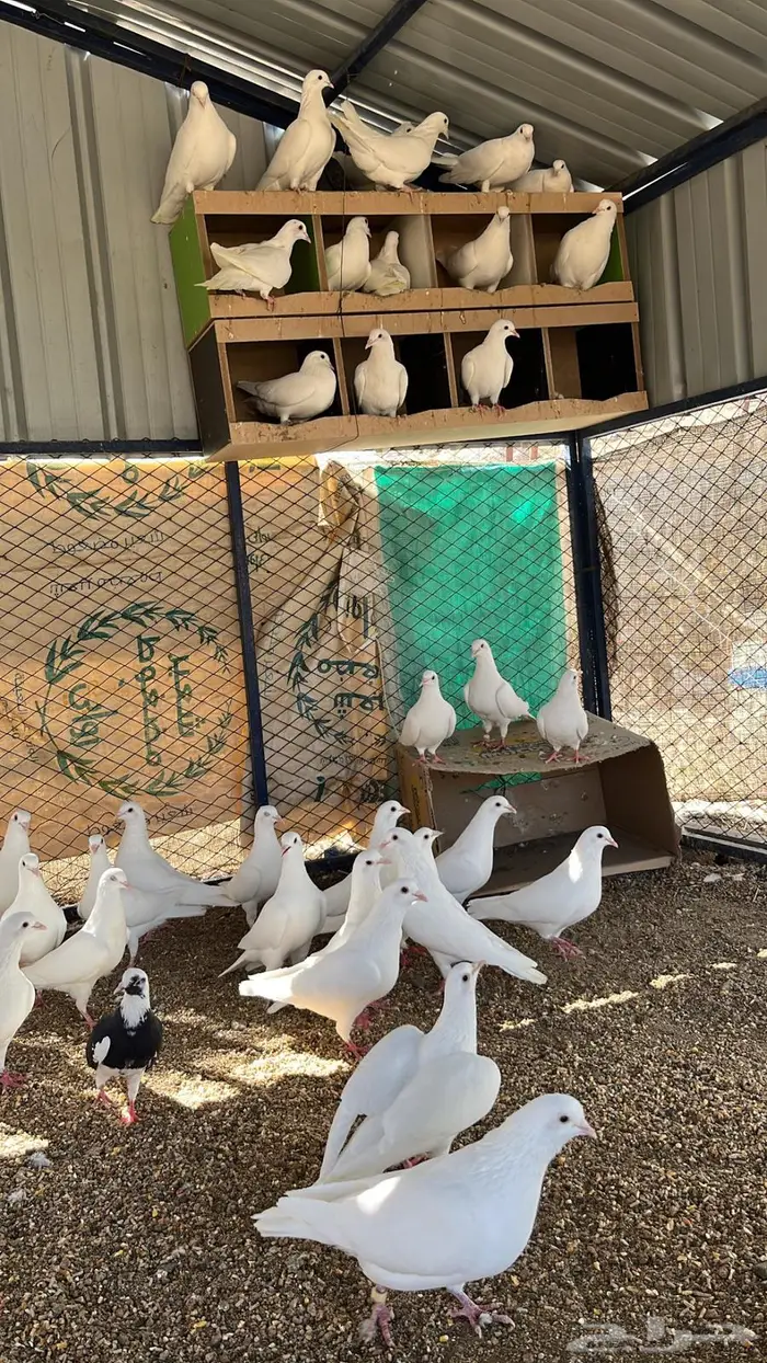 حمام فرنسي فاخر 10