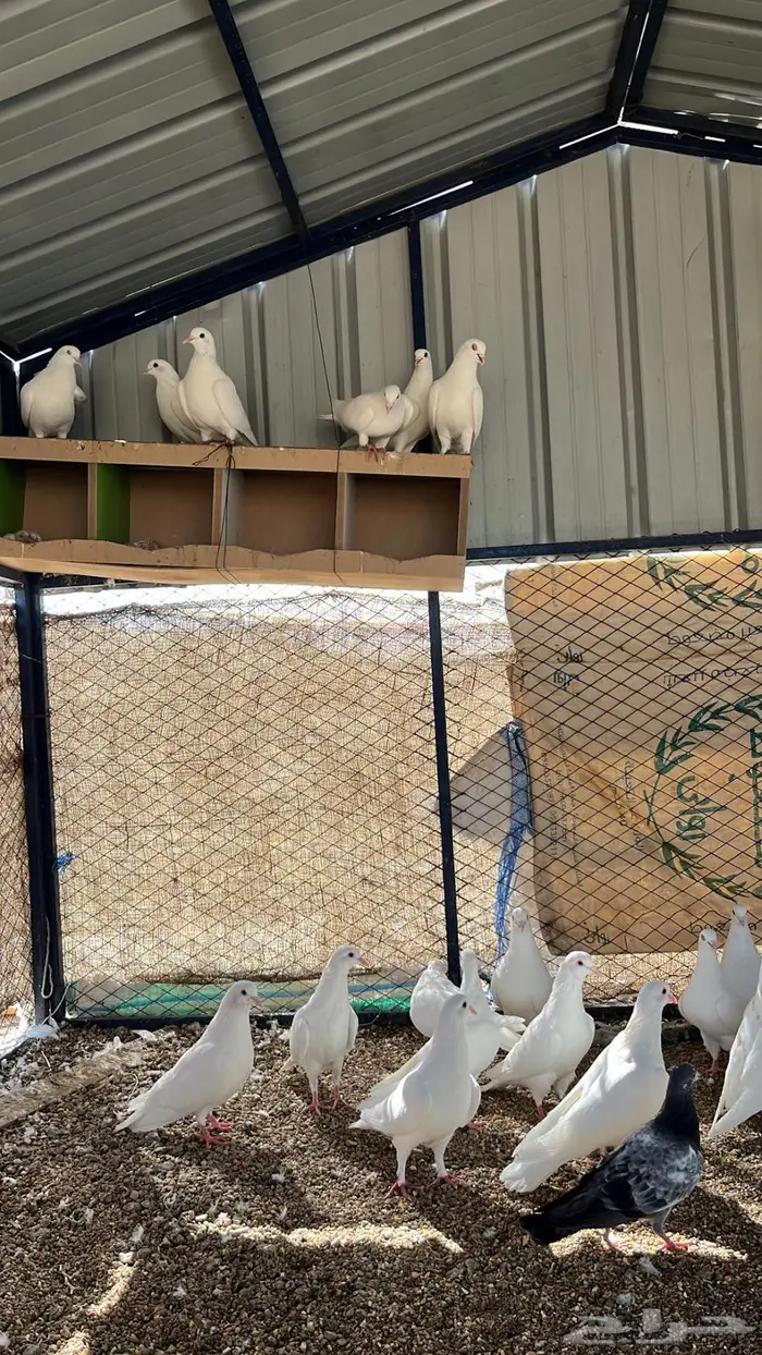 حمام فرنسي فاخر 7