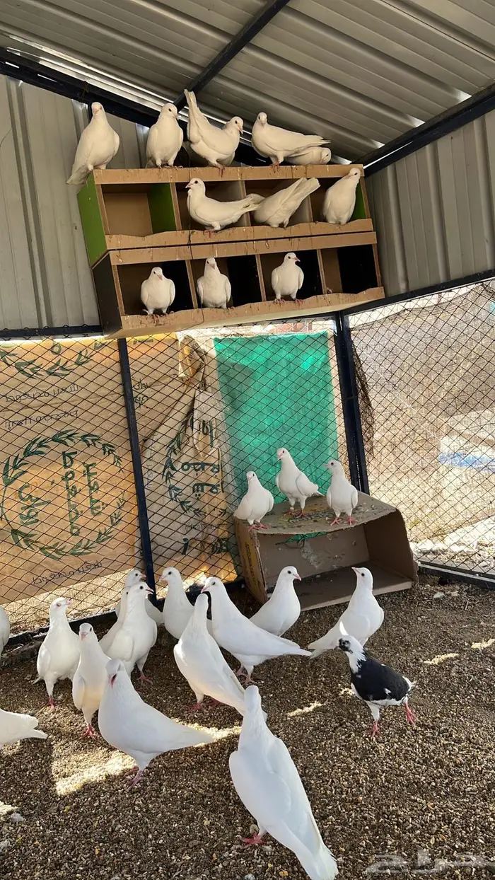 حمام فرنسي فاخر 9