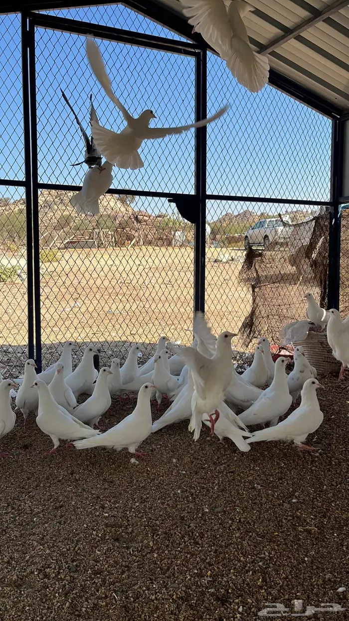 حمام فرنسي فاخر 14