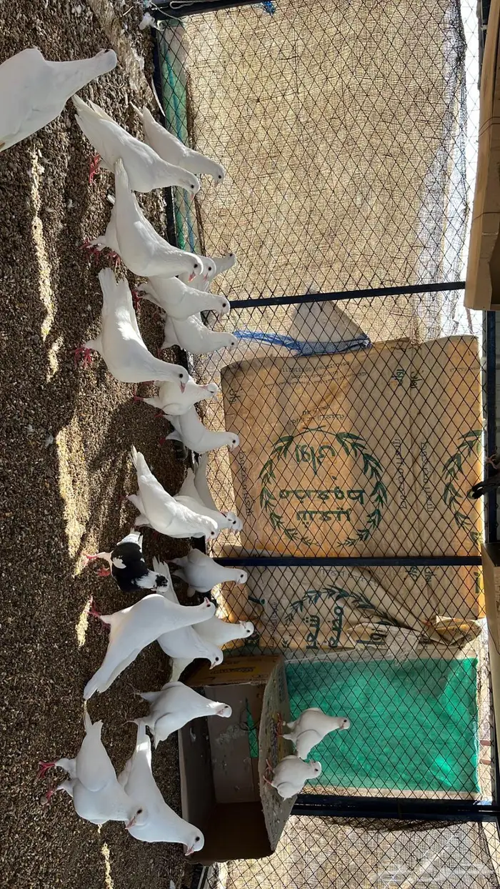 حمام فرنسي فاخر 16