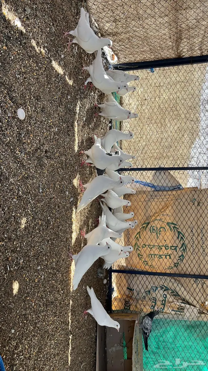 حمام فرنسي فاخر 8