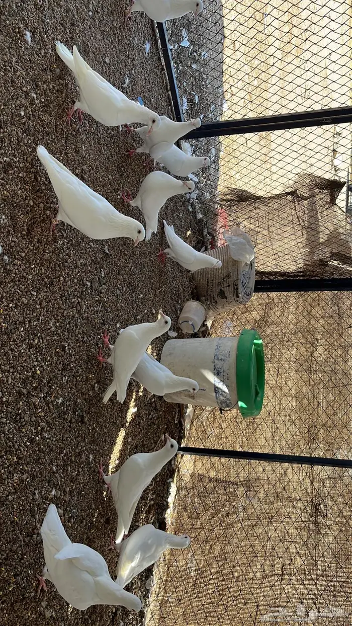 حمام فرنسي فاخر 18