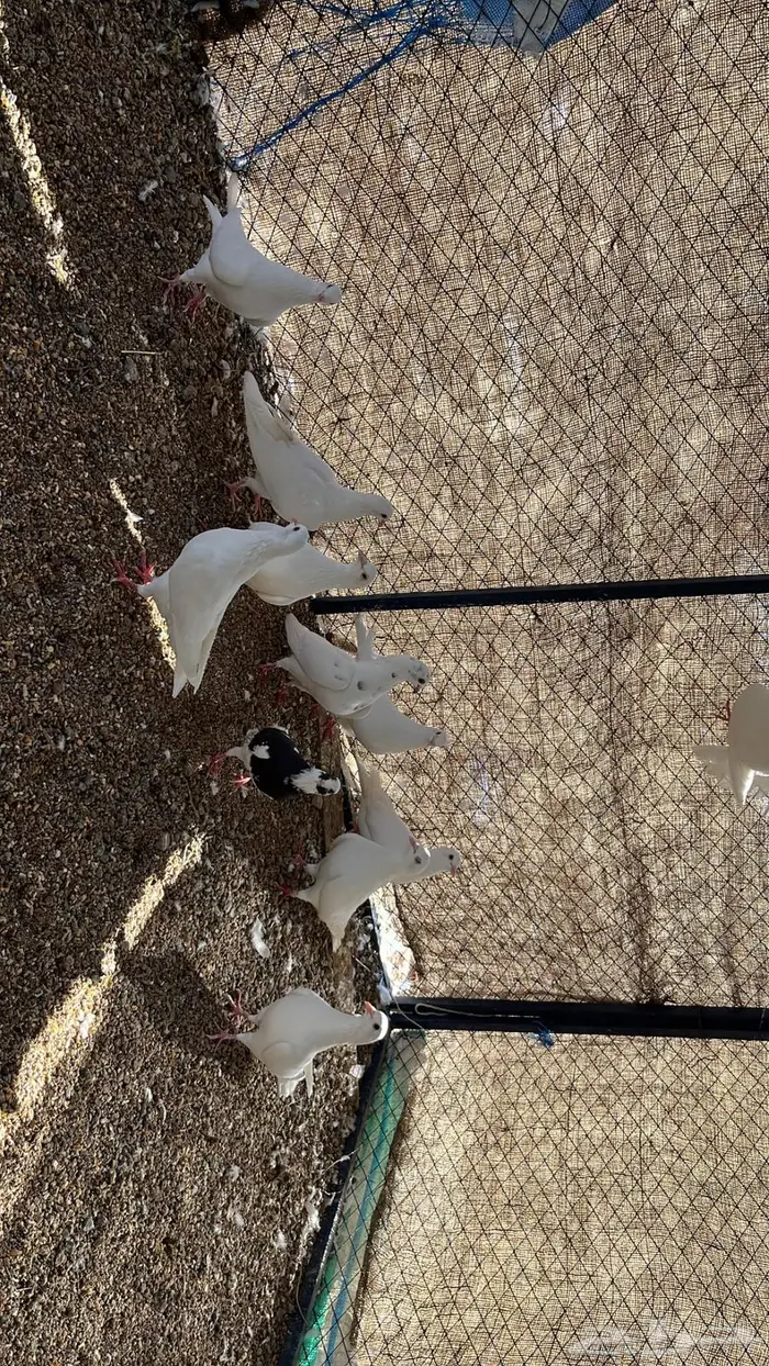 حمام فرنسي فاخر 17