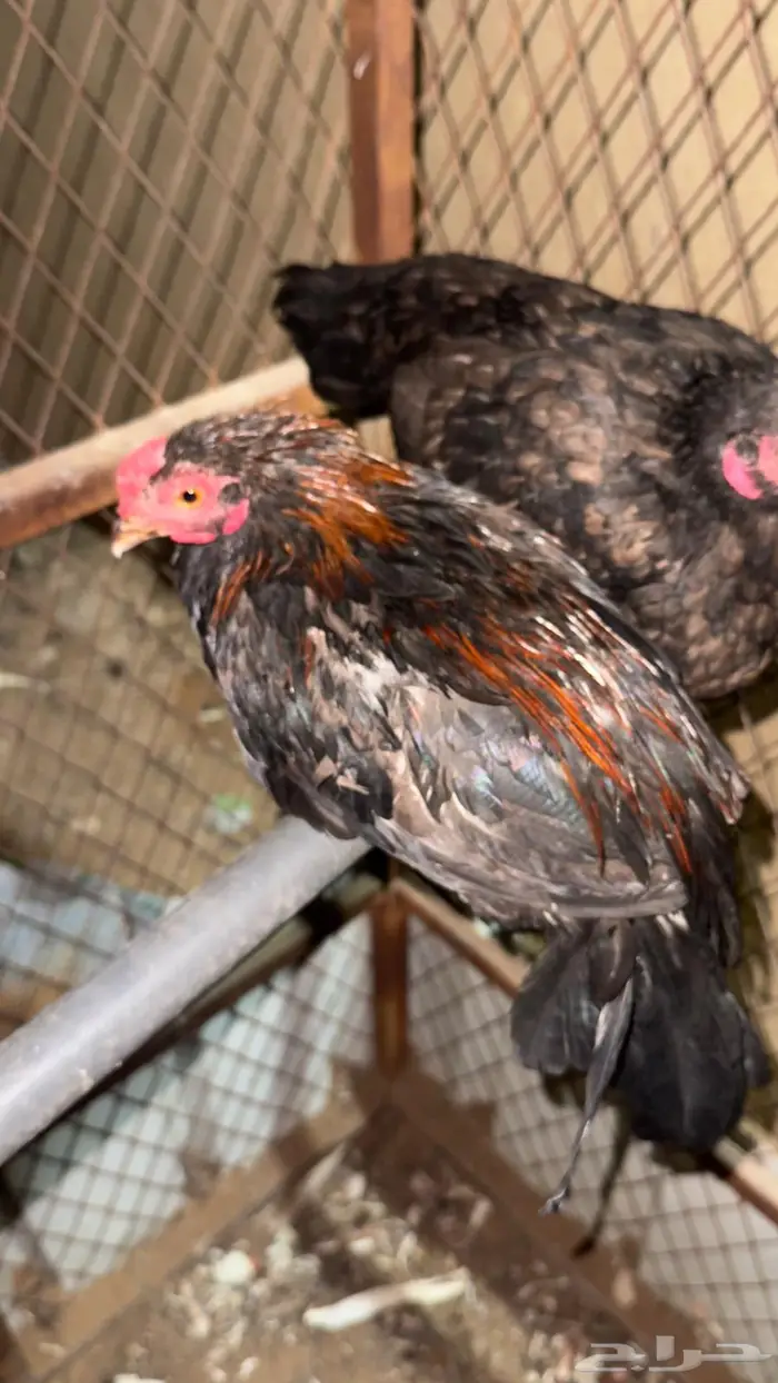 ديك ودجاجة 0