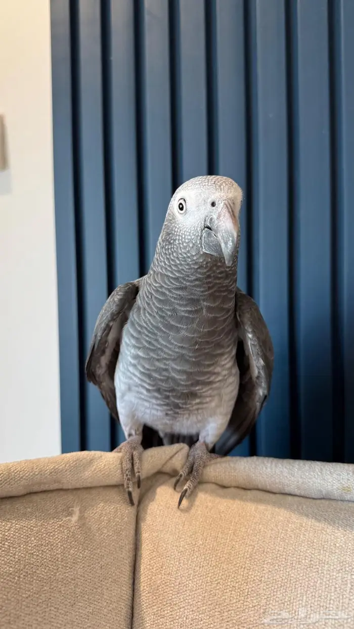 كاسكو غيني تمنه 0