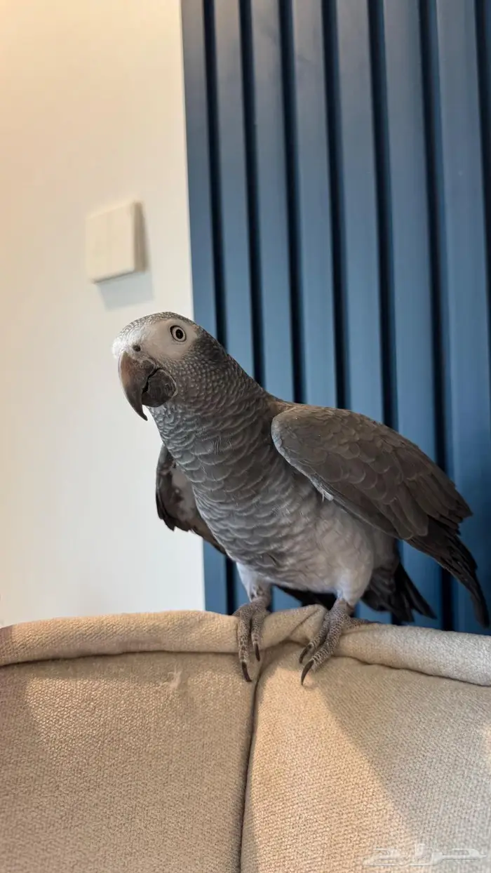 كاسكو غيني تمنه 1