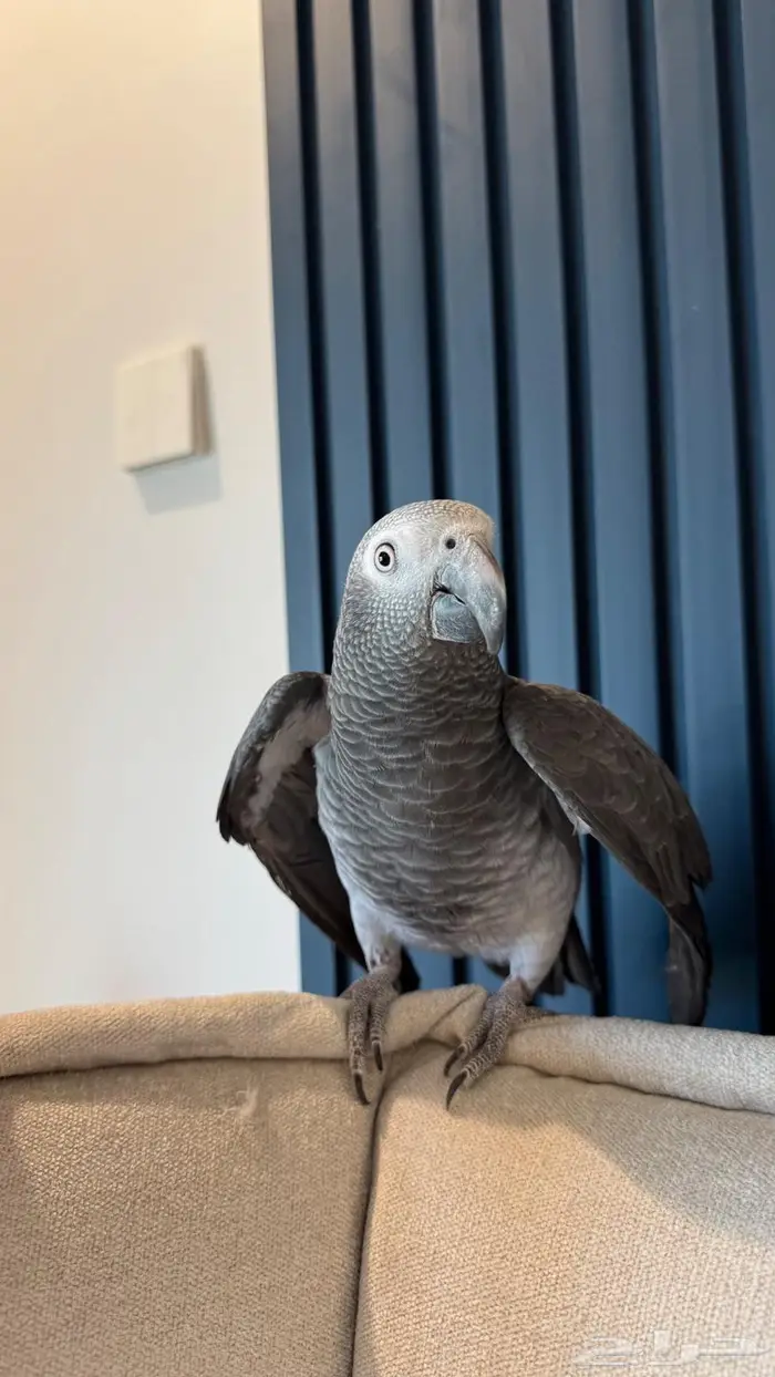 كاسكو غيني تمنه 2