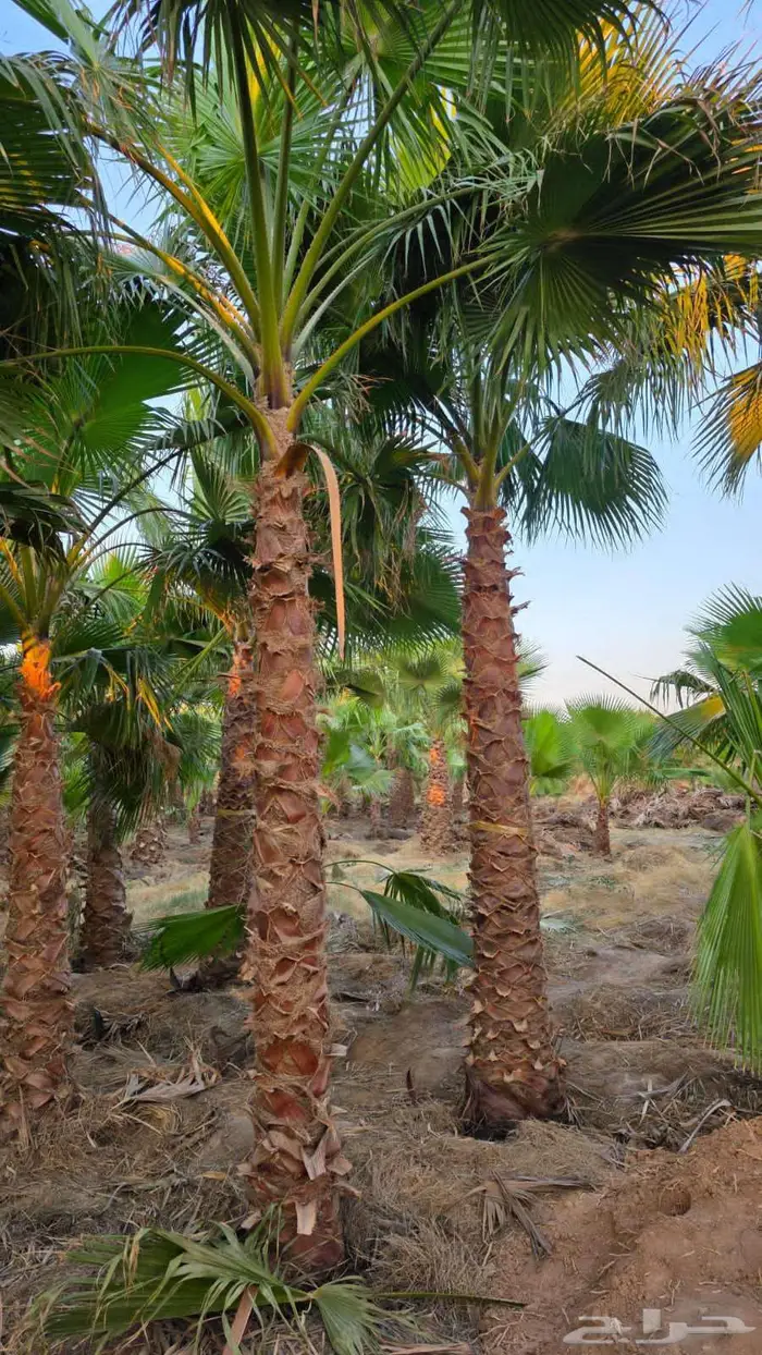 نخل واشنطني زينه للبيع 6