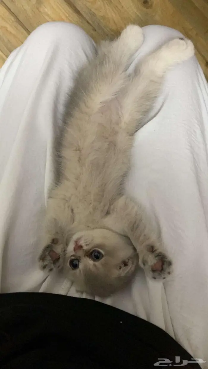 سكوتش دبل فولد كيتن عمر شهرين بسعر مغري 2