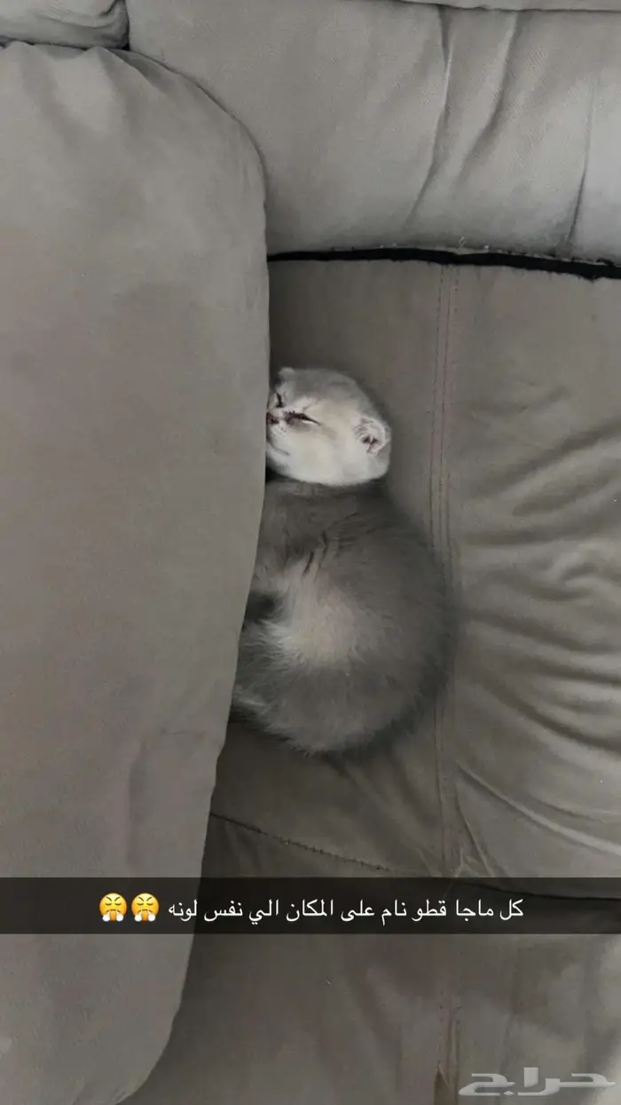 سكوتش دبل فولد كيتن عمر شهرين بسعر مغري 1