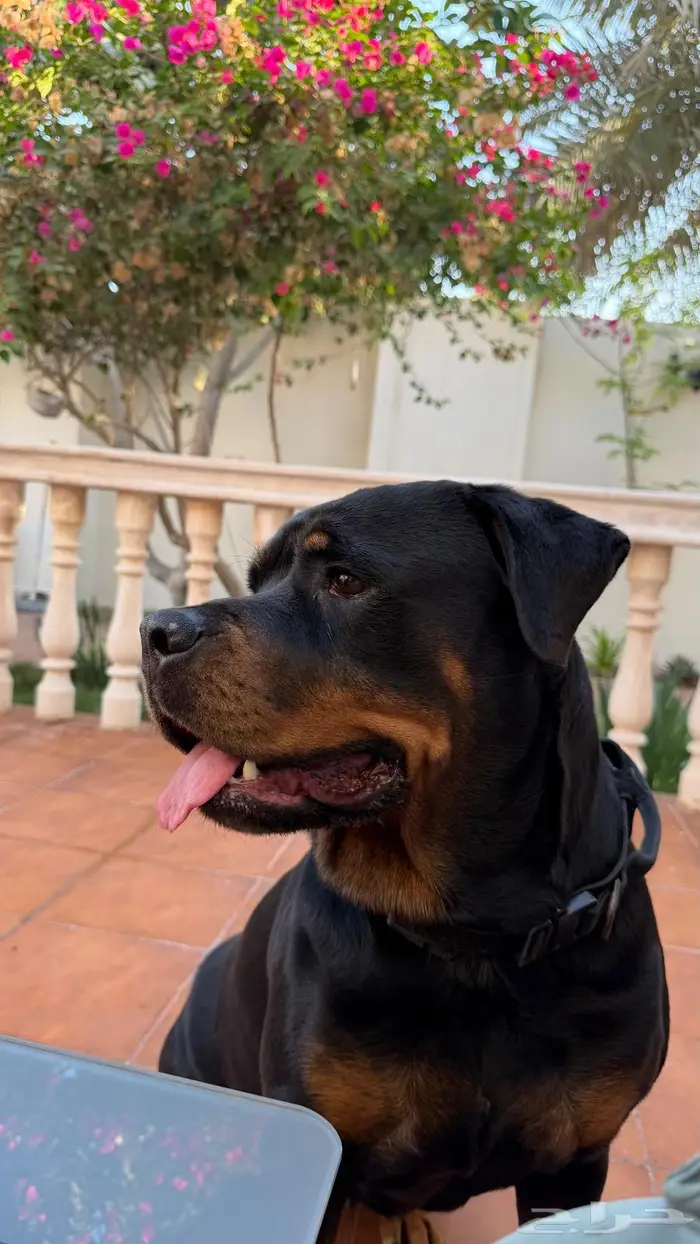 كلبه روت وايلر للبيع Rottweiler 0