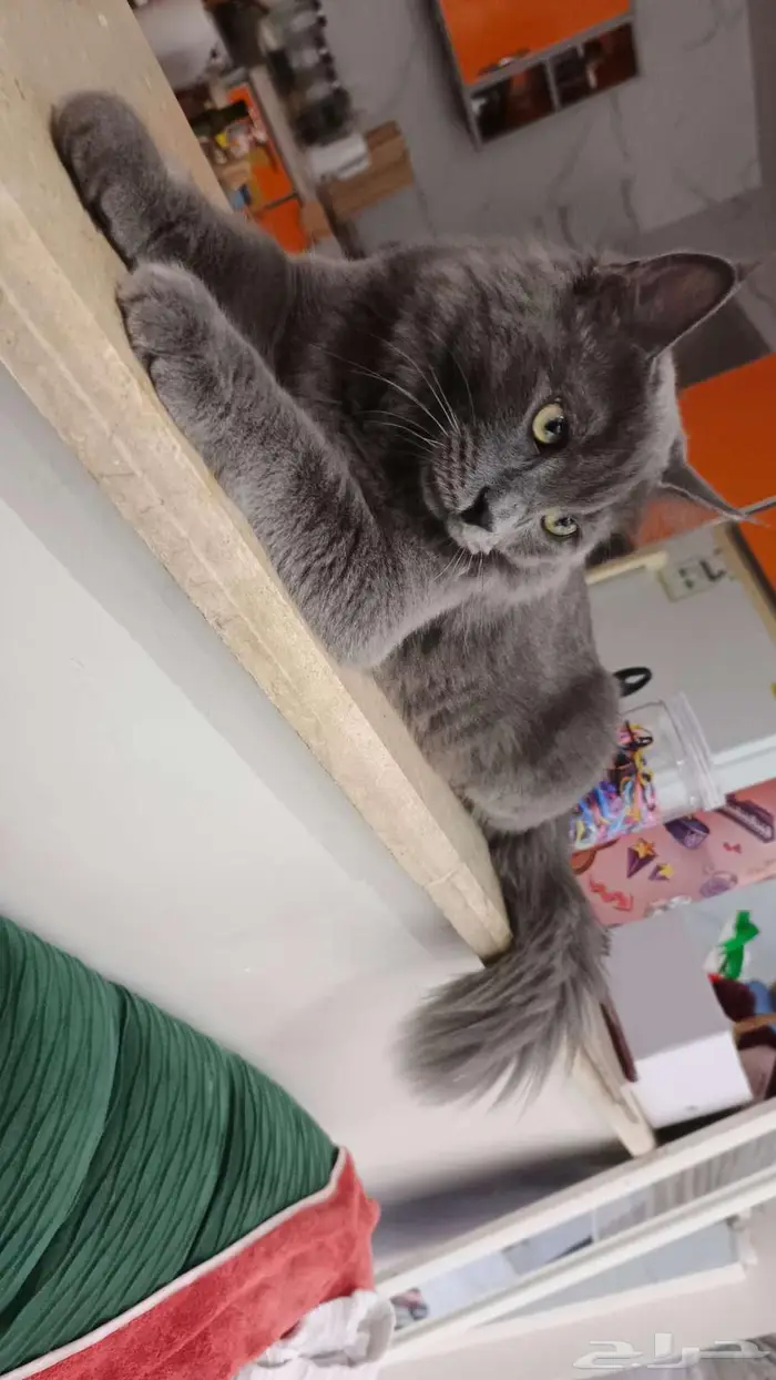 قط نيبيلونيج ذكر للتزاوج 3