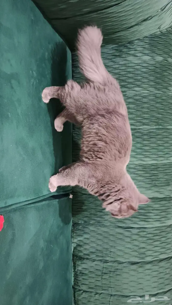 قط نيبيلونيج ذكر للتزاوج 5