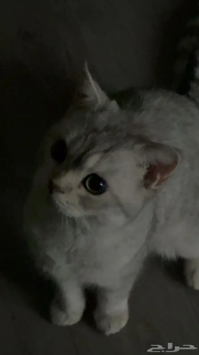 قط سكوتش ستريت 1