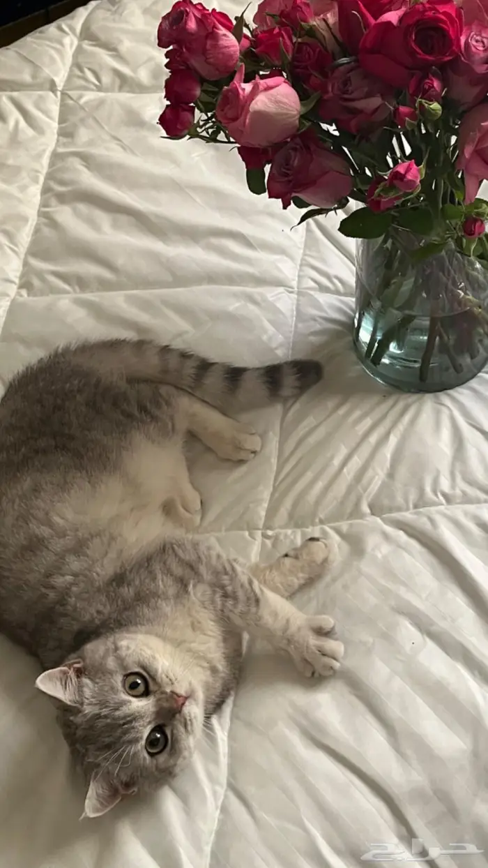 قط سكوتش ستريت 3