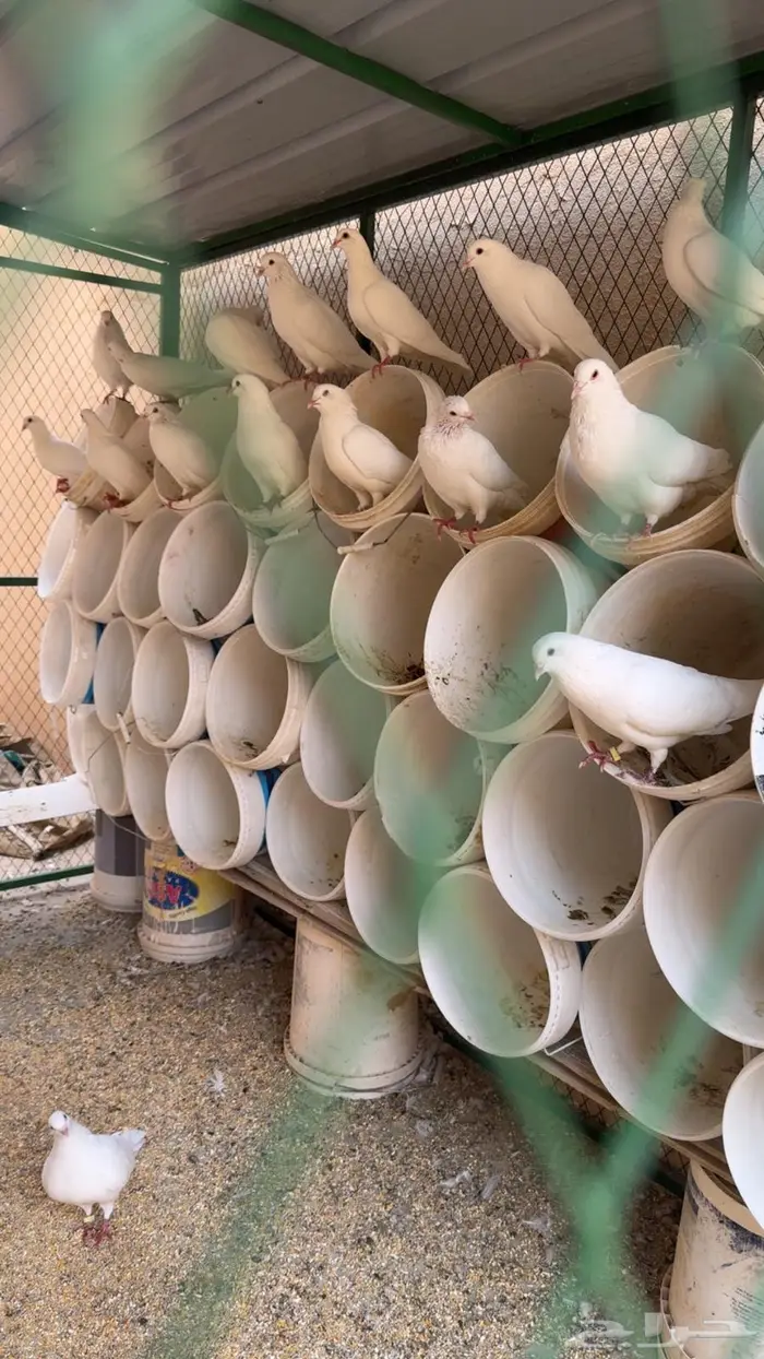 حمام فرنسي سوبر جامبو 1