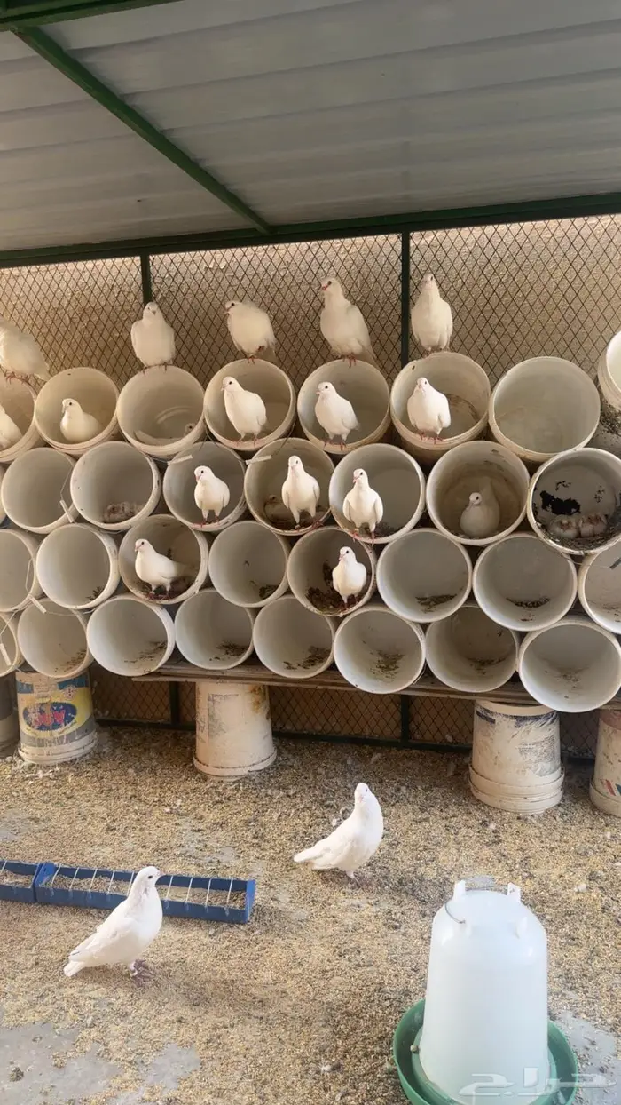 حمام فرنسي سوبر جامبو 0