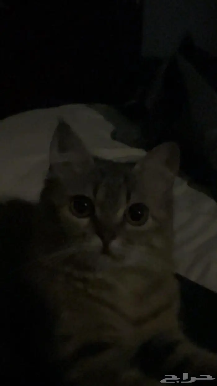 قطه انثى للتبني(لا يكلموني الا الجادين) 1