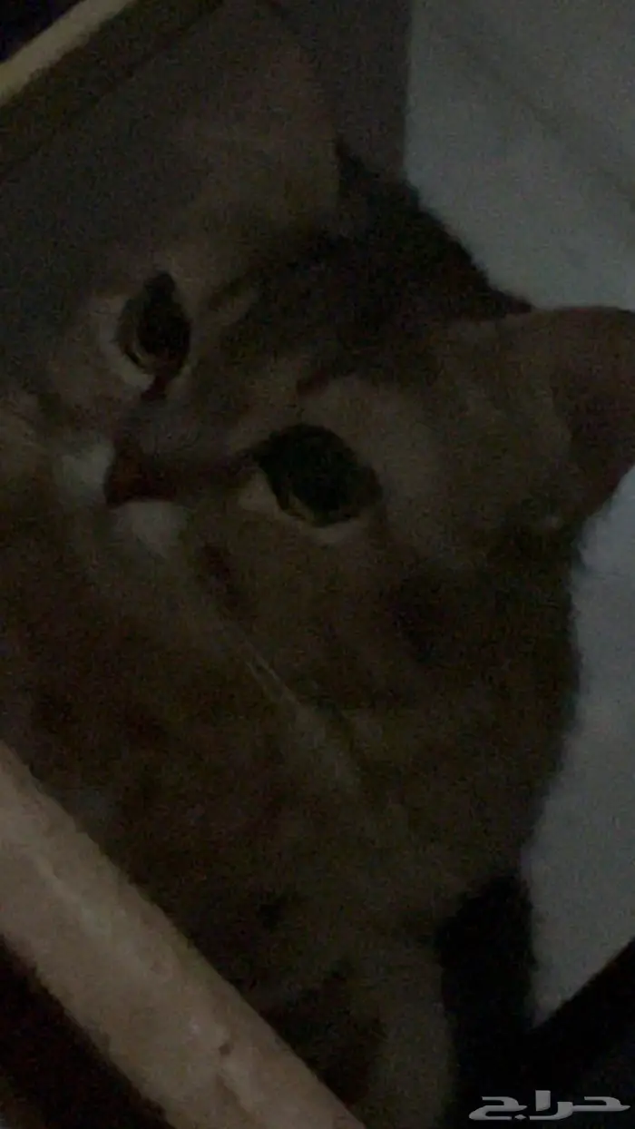 قطه انثى للتبني(لا يكلموني الا الجادين) 0