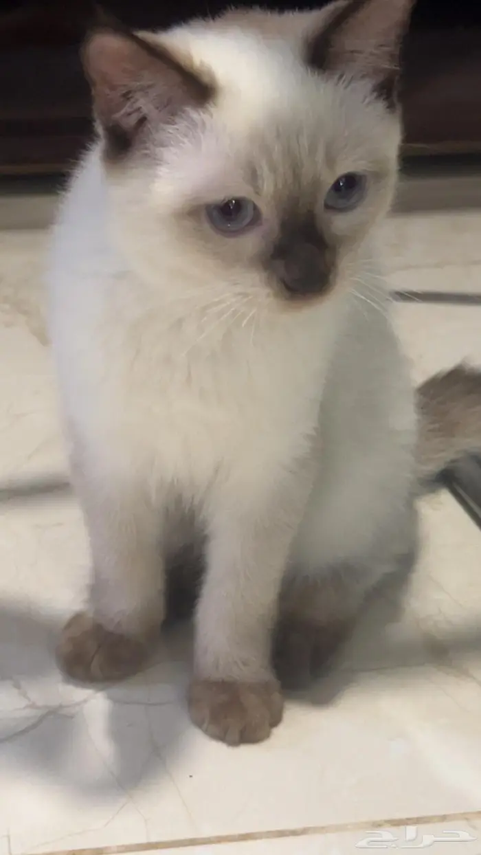قطه انثى للتبني(لا يكلموني الا الجادين) 2